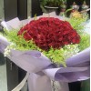 Regal Crimson Celebration Regal Crimson Celebration