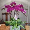 6 Pink Orchid Potted Plant Bonzai