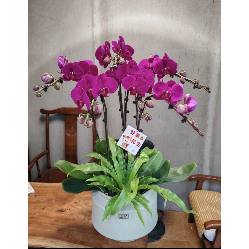 6 Pink Orchid Potted Plant Bonzai