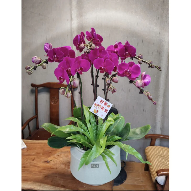6 Pink Orchid Potted Plant Bonzai