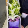 花之精萃