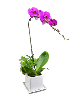 1 Pink Orchid Potted Plant Bonzai 