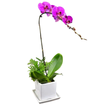 Moth Orchid Cascade Moth Orchid Cascade