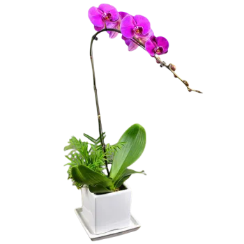 Moth Orchid Cascade Moth Orchid Cascade