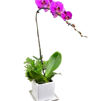 Moth Orchid Cascade