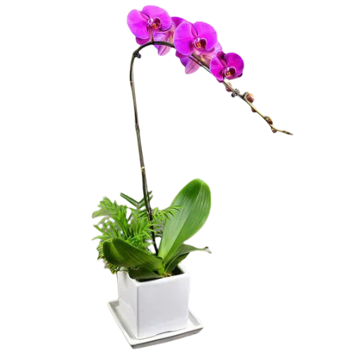 Moth Orchid Cascade Moth Orchid Cascade