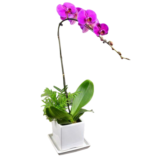 1 Pink Orchid Potted Plant Bonzai 