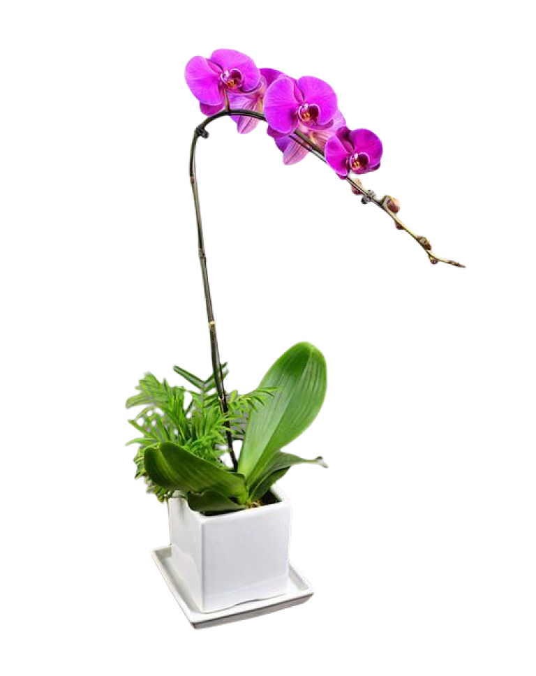 1 Pink Orchid Potted Plant Bonzai a