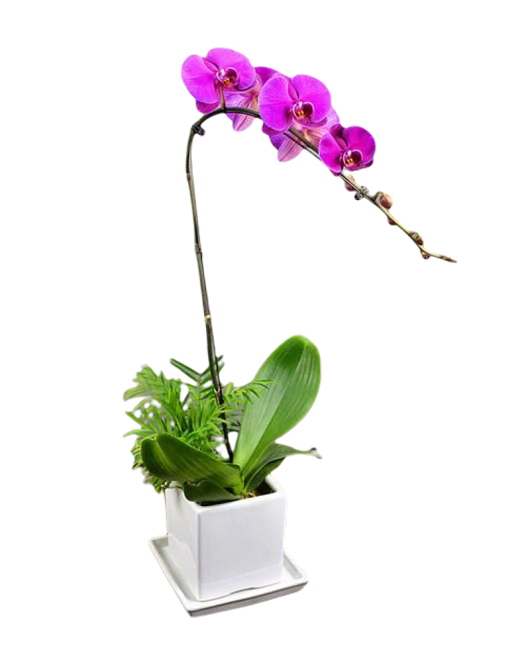 1 Pink Orchid Potted Plant Bonzai 