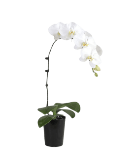 1 White Orchid Potted Plant Bonzai 