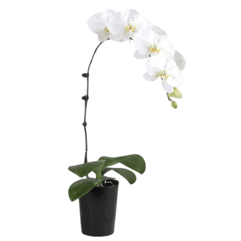 Snowy Serenity Orchid