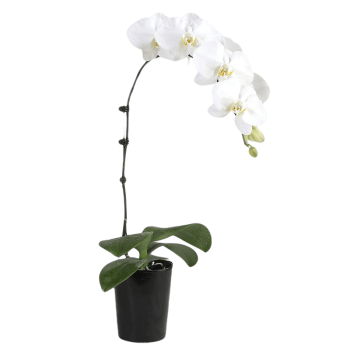 Snowy Serenity Orchid Snowy Serenity Orchid