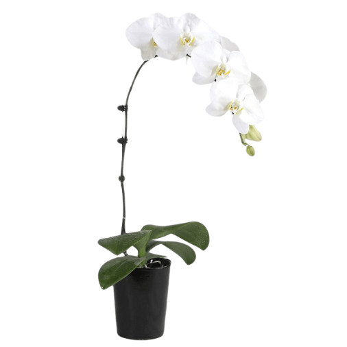 1 White Orchid Potted Plant Bonzai 