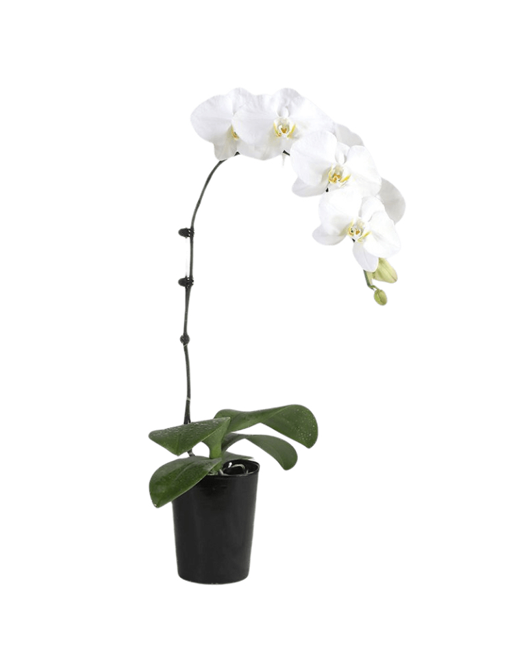 1 White Orchid Potted Plant Bonzai a