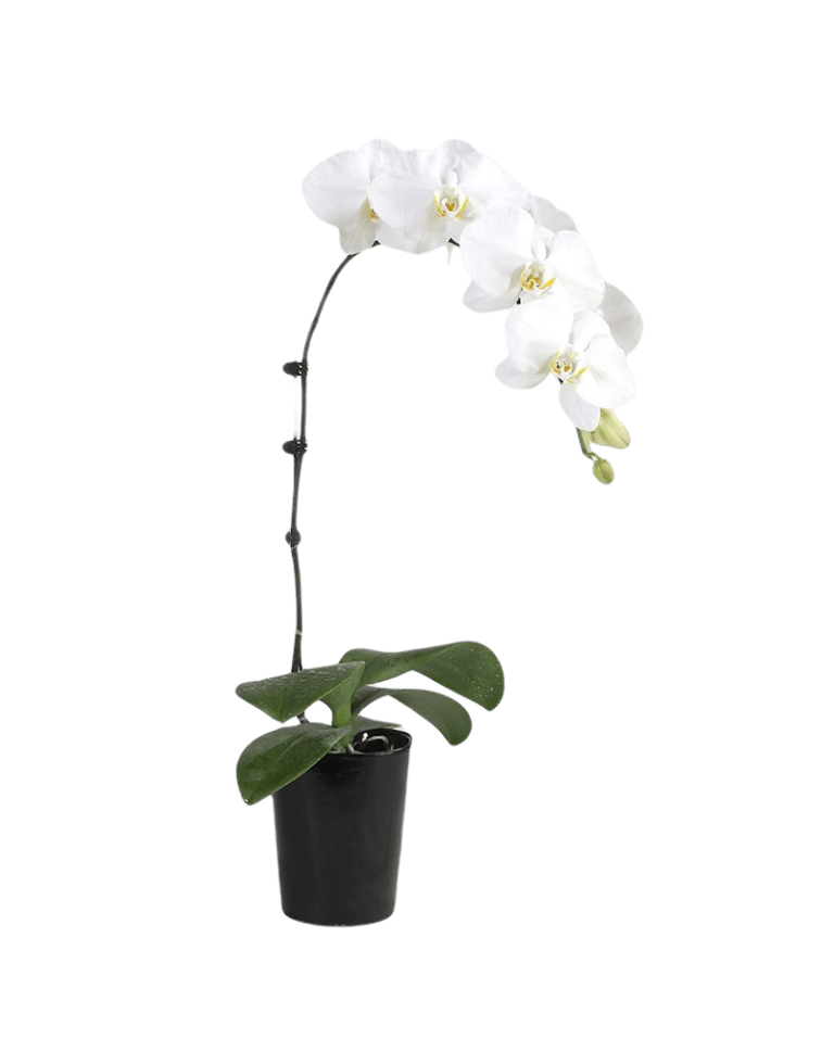 1 White Orchid Potted Plant Bonzai 