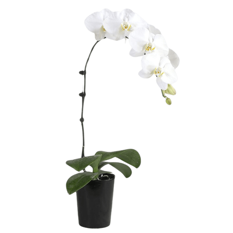 Snowy Serenity Orchid Snowy Serenity Orchid