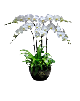 4 White Orchid Potted Plant Bonzai 