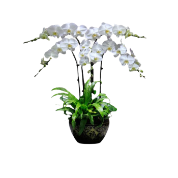 4 White Orchid Potted Plant Bonzai 4 White Orchid Potted Plant Bonzai