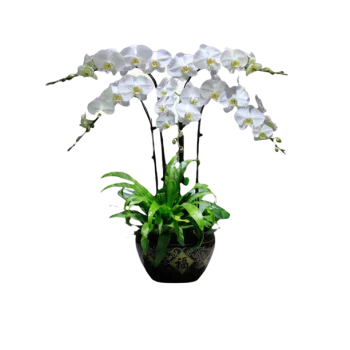 4 White Orchid Potted Plant Bonzai 4 White Orchid Potted Plant Bonzai
