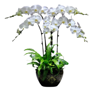 4 White Orchid Potted Plant Bonzai