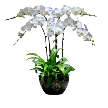 4 White Orchid Potted Plant Bonzai