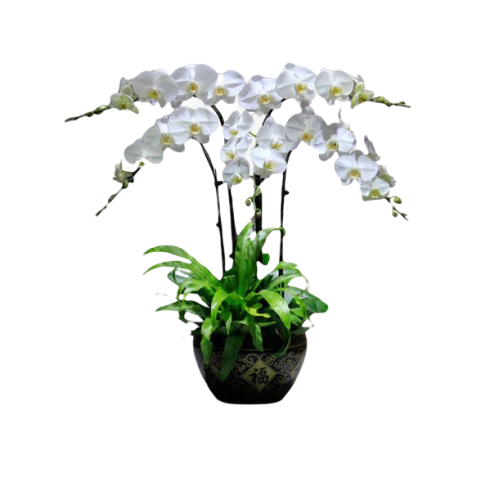 4 White Orchid Potted Plant Bonzai