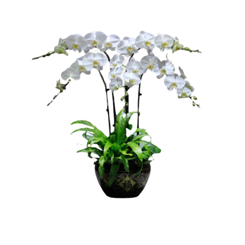 4 White Orchid Potted Plant Bonzai 