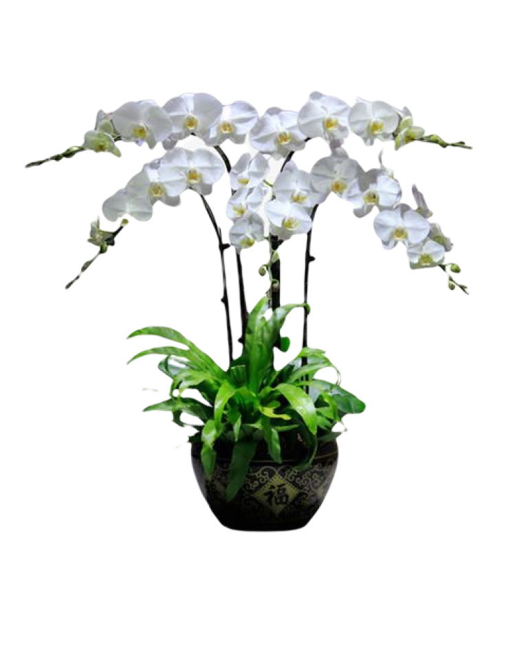 4 White Orchid Potted Plant Bonzai a