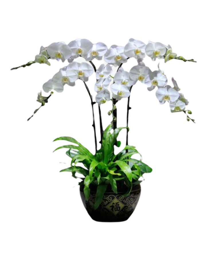 4 White Orchid Potted Plant Bonzai 