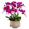 6 Pink Orchid Potted Plant Bonzai