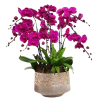 6 Pink Orchid Potted Plant Bonzai