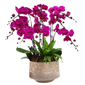 6 Pink Orchid Potted Plant Bonzai 6 Pink Orchid Potted Plant Bonzai