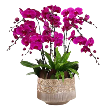 6 Pink Orchid Potted Plant Bonzai 6 Pink Orchid Potted Plant Bonzai