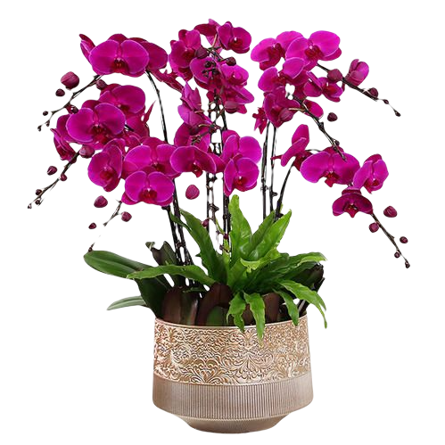 6 Pink Orchid Potted Plant Bonzai