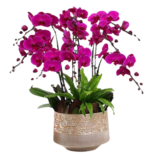 6 Pink Orchid Potted Plant Bonzai 
