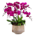 Orchids