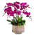 兰花