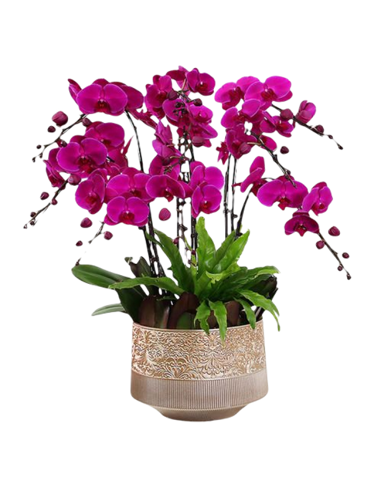 6 Pink Orchid Potted Plant Bonzai a