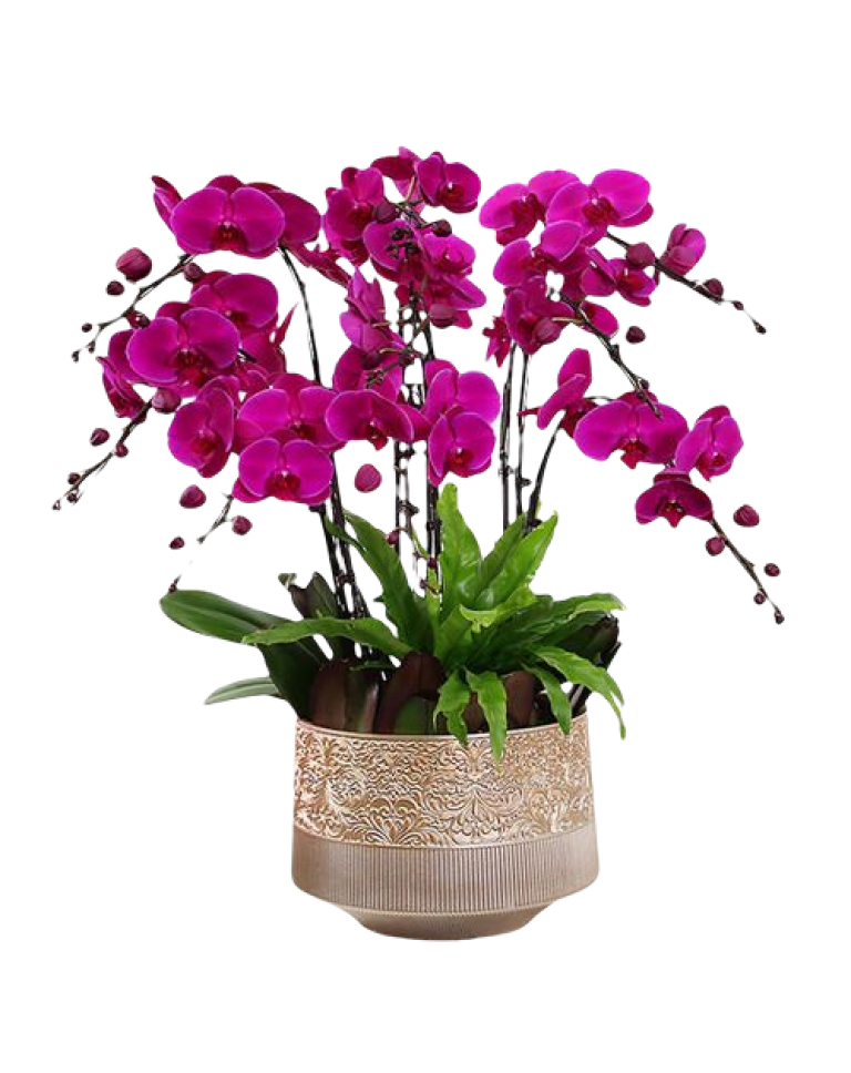 6 Pink Orchid Potted Plant Bonzai 