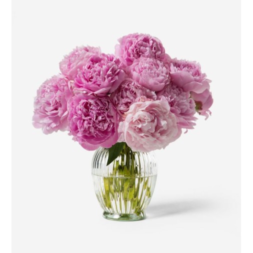 Dozen Pink Peonies in Vase