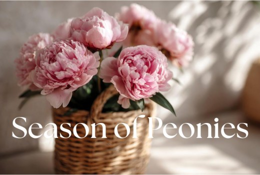 Peony Season in May: The Perfect Flower for Mother’s Day Delivery to China