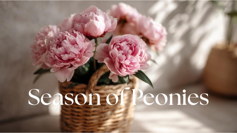 Peony Season in May: The Perfect Flower for Mother’s Day Delivery to China