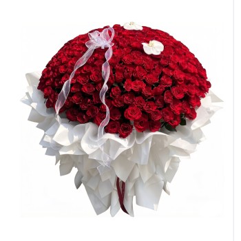 Blushing Passion 520 Blushing Passion 520