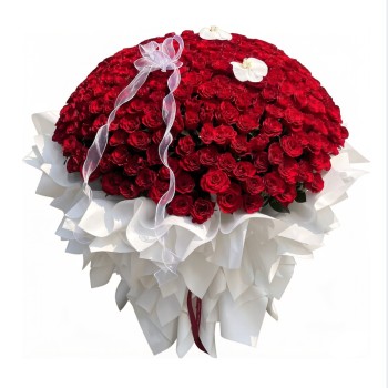 Blushing Passion 520