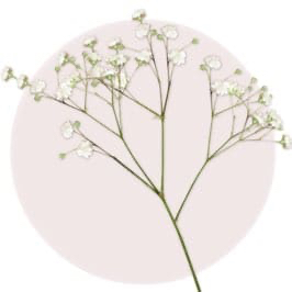 Baby Breath