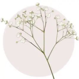 Baby Breath