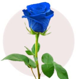 Blue Rose