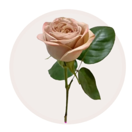 Cappuccino Rose