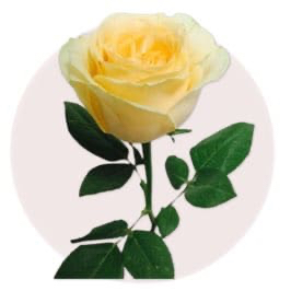 Champagne Rose