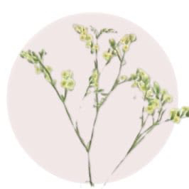 Crystal Grass